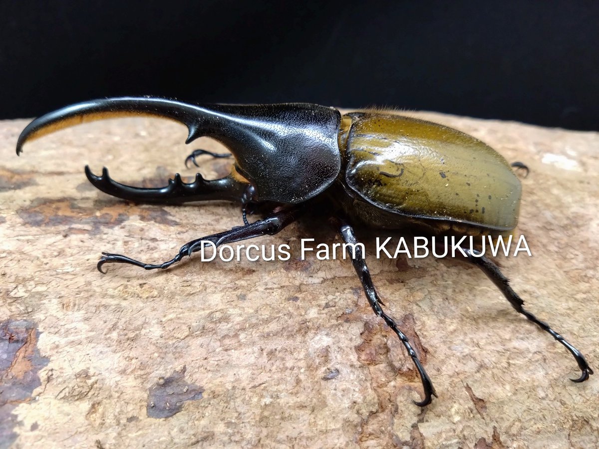 クワガタ 販売.ᐟ.ᐟ.ᐟ ドルクスファームかぶくわ (@df_kabukuwa) / Posts / X