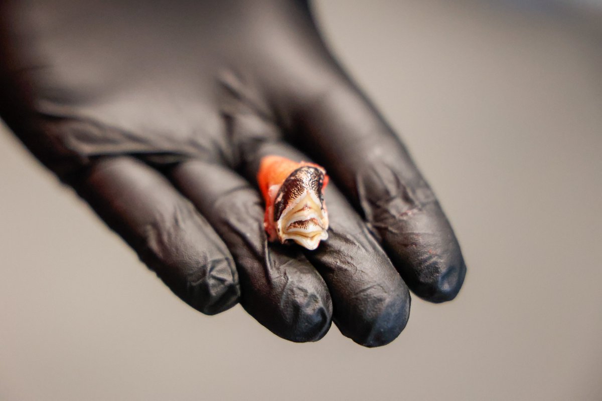 nashzoovet's tweet image. #VeterinaryTerminology of the Day

Molar - a wide, flat-topped tooth in the back of the mouth used primarily for grinding. 

(Our Okapi Mosi 📷had a molar pulled back in November)