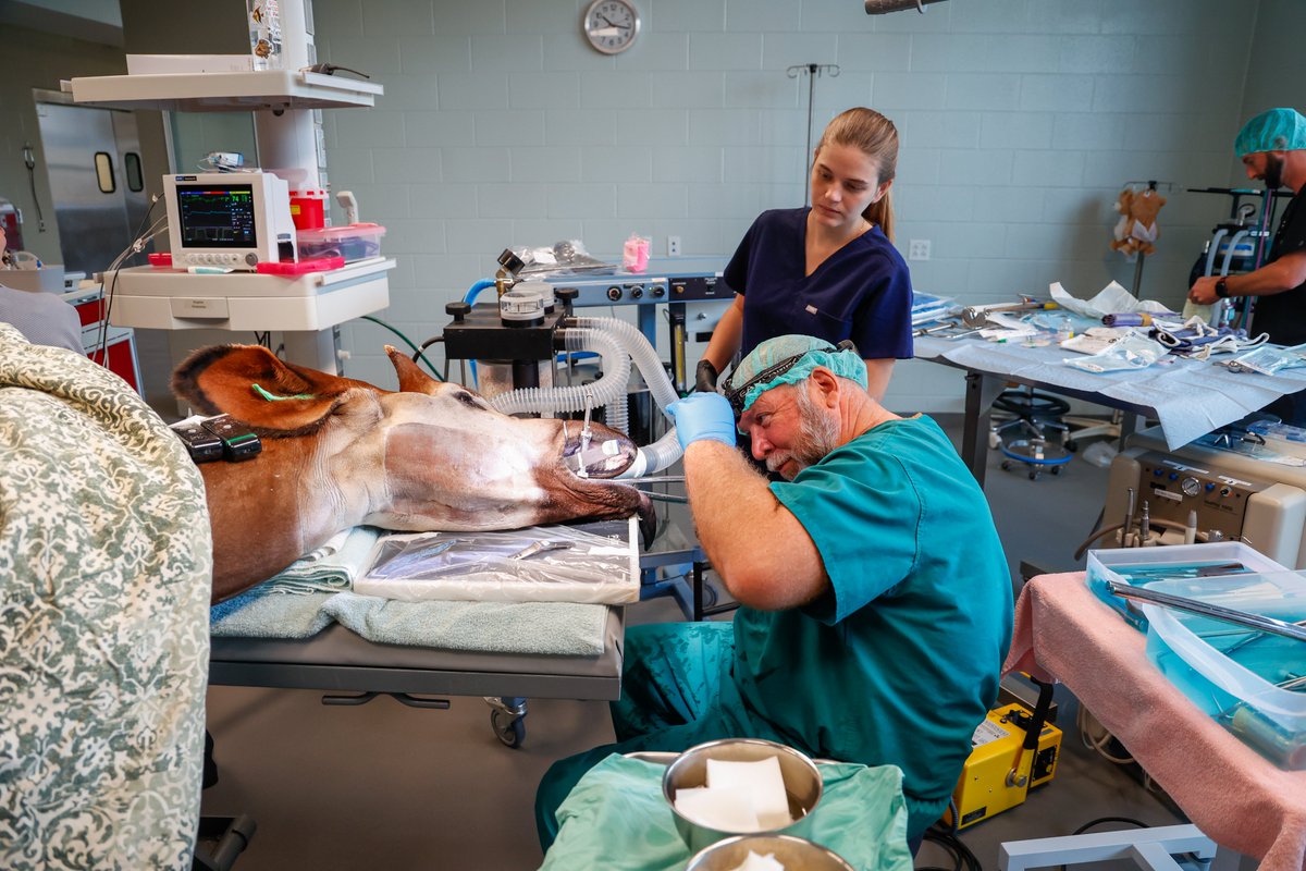 nashzoovet's tweet image. #VeterinaryTerminology of the Day

Molar - a wide, flat-topped tooth in the back of the mouth used primarily for grinding. 

(Our Okapi Mosi 📷had a molar pulled back in November)