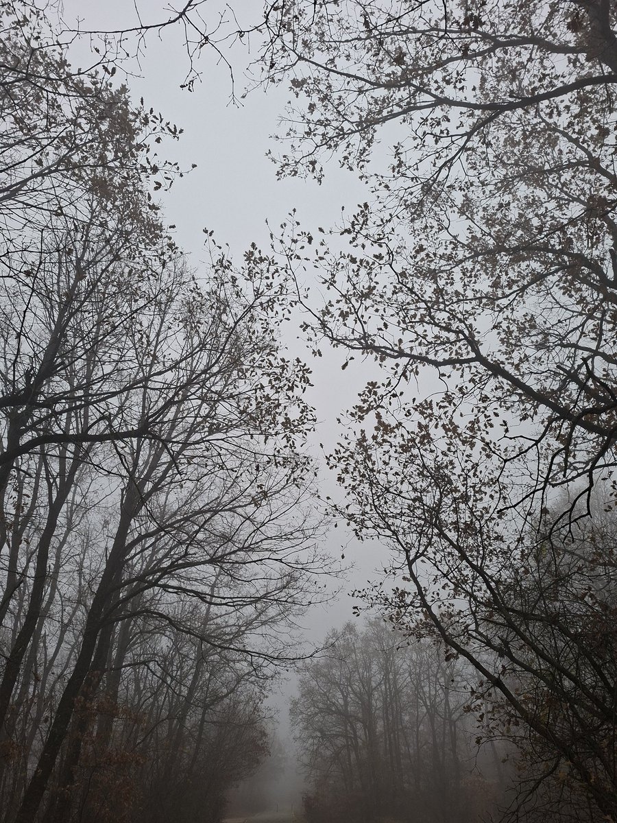 ¡Qué extraño es vagar en la niebla!
En soledad piedras y sotos.
No ve el árbol los otros árboles.
Cada uno está solo.

Lleno estaba el mundo de amigos
cuando aún mi cielo era hermoso.
Al caer ahora la niebla
los ha borrado a todos.

Hermann Hesse