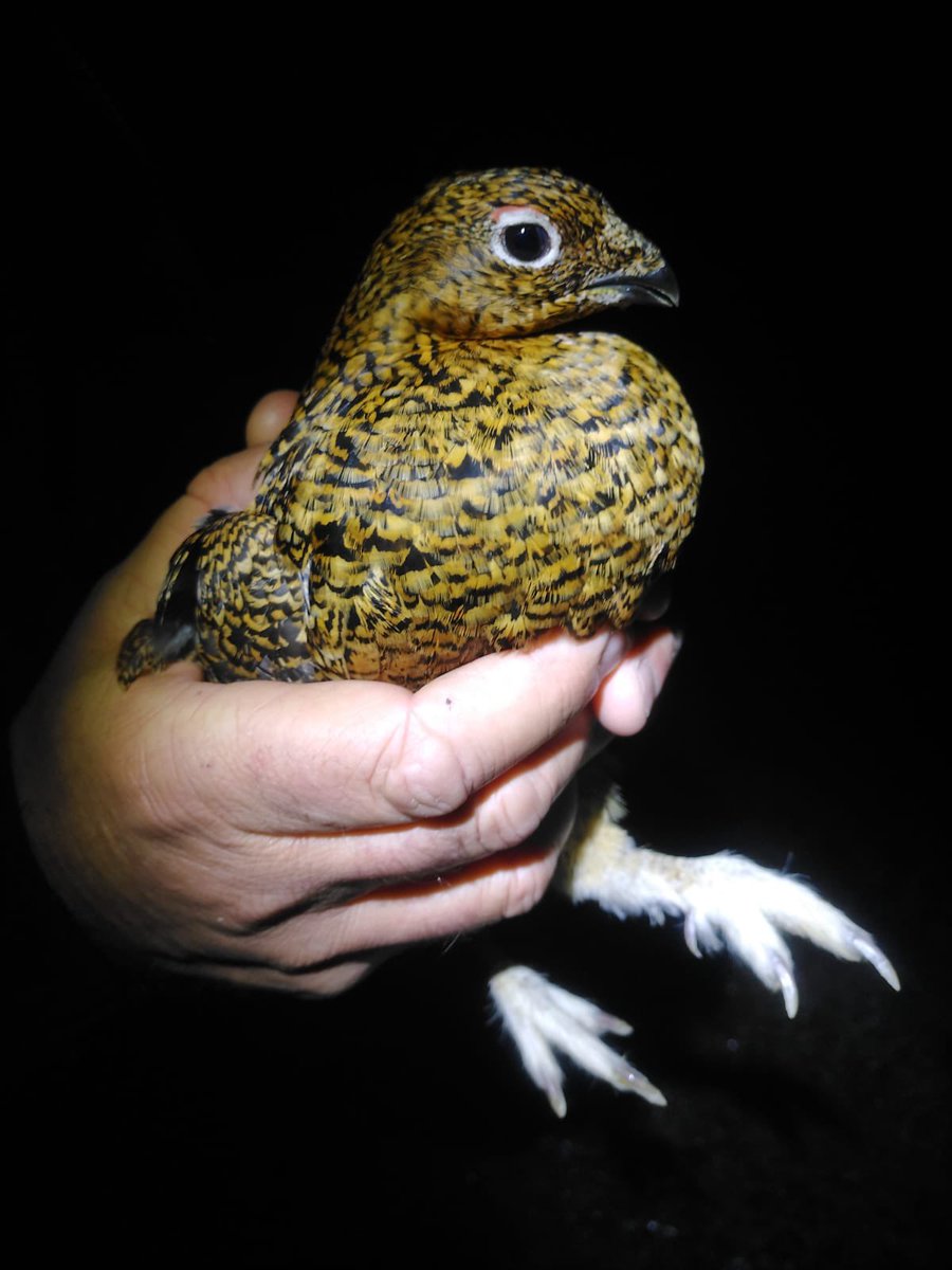 Sam Bayley tweet media