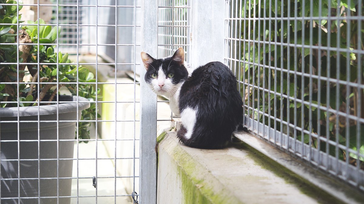 🐾 En Pancio busca llar! 🐾 Té 8 anys i va arribar perquè la seva família no el podia cuidar. 💔 Està espantat, però en una llar serà un gat sociable i bo. La presència de tants gats no l’ajuda. 🏡 💌 Li dones una oportunitat? Escriu-nos! #Adopta #GatsEnAdopció