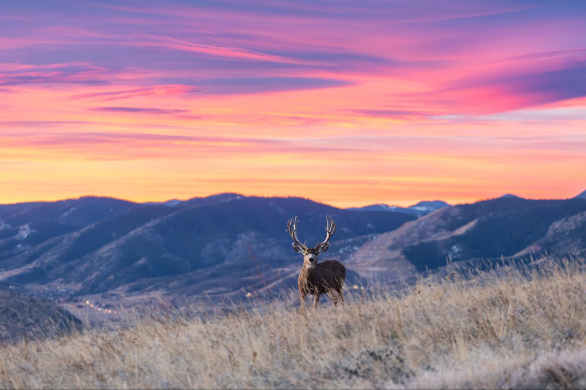 Another beautiful sunrise this morning in the foothills west of Denver. Tons of wildlife out enjoying the colors too #cowx