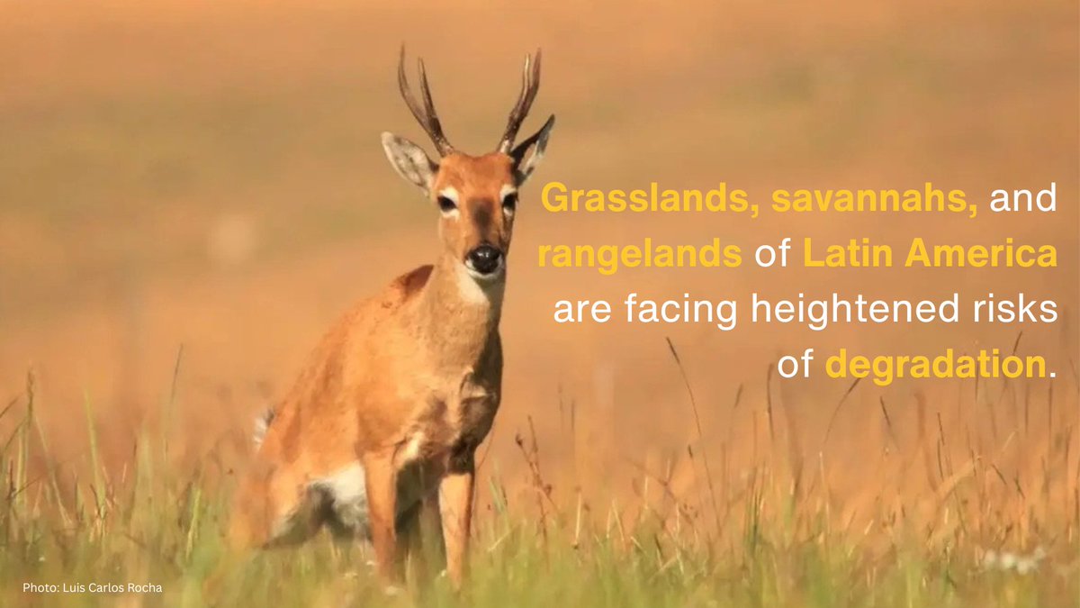IUCN's tweet image. #DidYouKnow Latin America hosts more than 600 million hectares of grasslands, savannahs, and rangelands?🦙

A newly launched platform aims to strengthen collaboration, learning and action across these critical ecosystems.

Discover the new regional Knowledge Platform for…