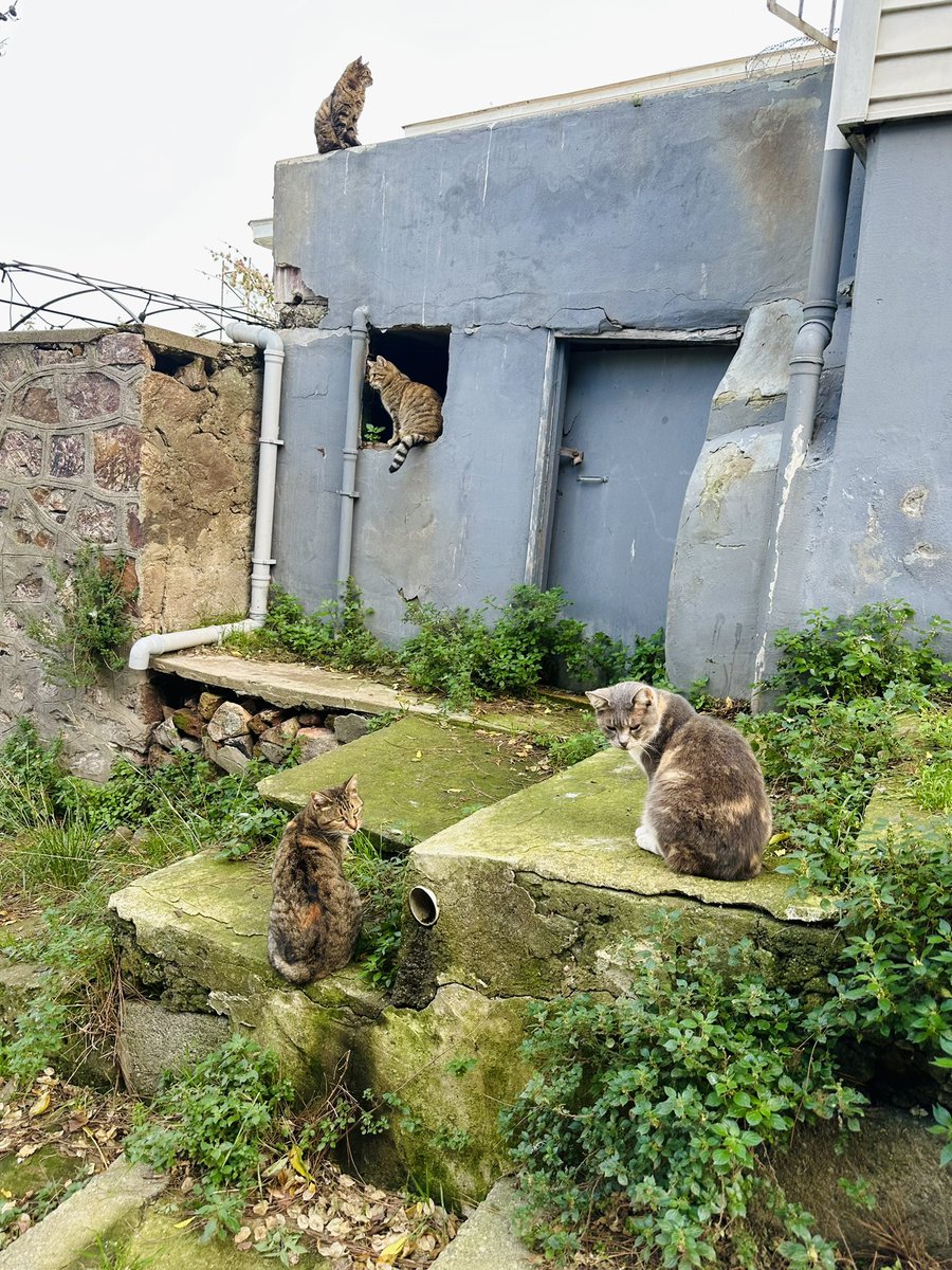 Нравится быть Наташкой 

Меня уже неделю бесплатно поят чаем, эфесом, дарят сладости и всё реально безвозмездно 

Вот это я в пятницу на Хейбелиаде шла по ебеням жилого сектора, а два мужика со стройки просто окликнули меня и предложили отдохнуть с ними и попить чай😭