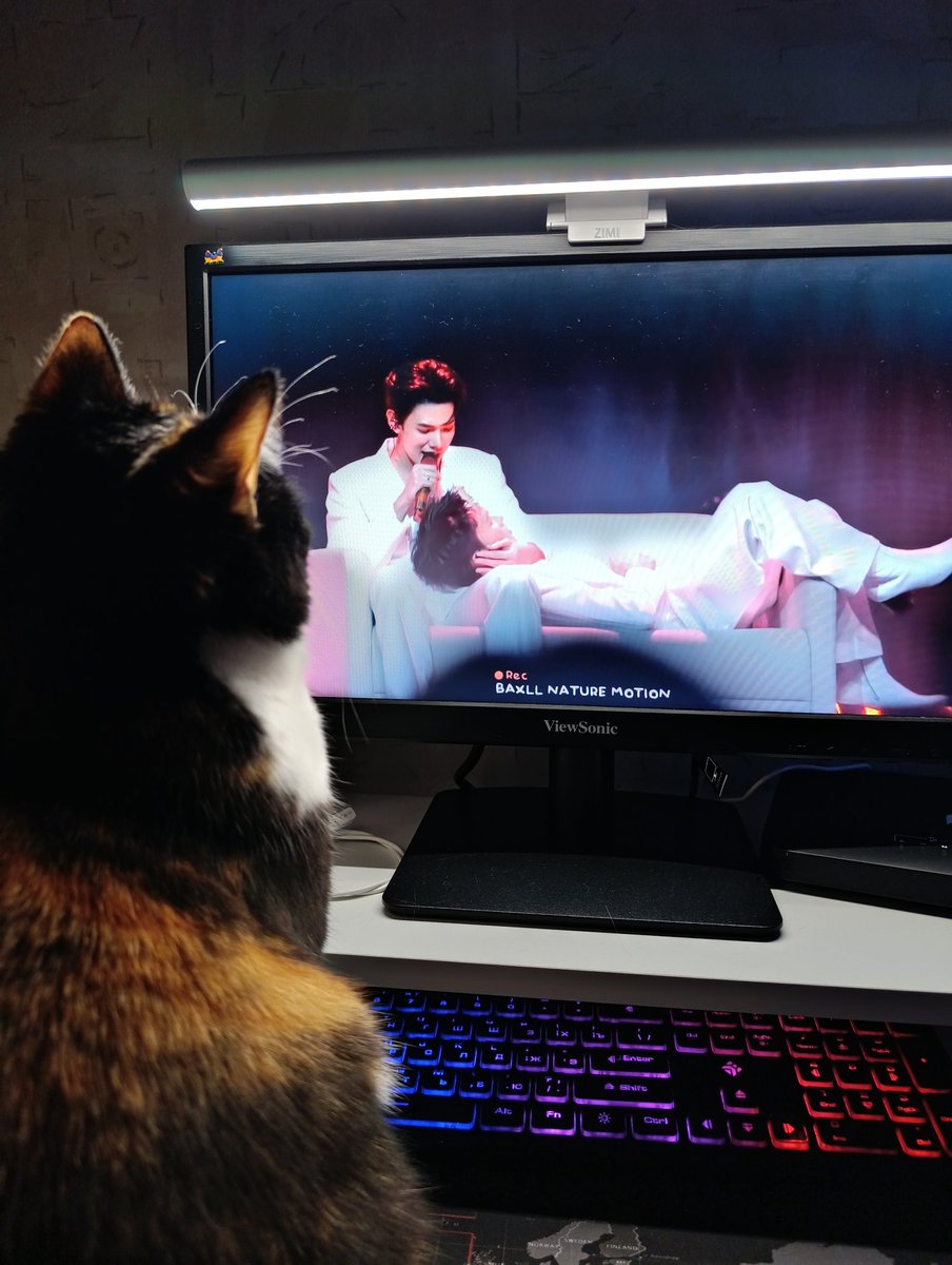 elf_foggy's tweet photo. My cat likes this song. Thank you 🤟 
@oueiija @TOTOGABACK 

with love from Russia ❤ https://t.co/PsRwTNssqO