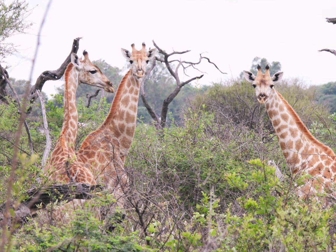 Last month we moved six giraffe to the beautiful Goo Moremi Reserve in Botswana —  Watch this behind-the-scenes video of the relocation 🎥💛 

🔗 m.youtube.com/watch?v=upMObj…
