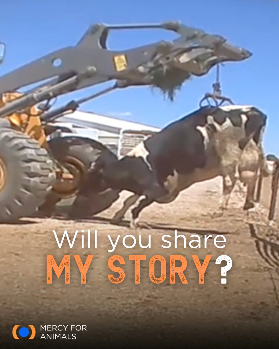 After years of forced pregnancy and giving birth, along with the trauma of having her babies taken away to maximize milk profits, her exhausted body will be sent to slaughter. 

In honor of #InternationalAnimalRightsDay, please help us stop this cruelty: bit.ly/GiveHopeToAnim…