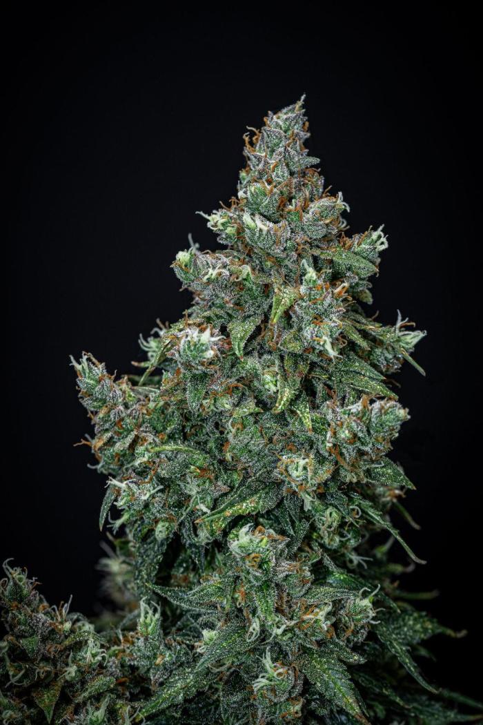 Auto_Seeds's tweet image. Maui Wowie 🌺

Tropical flavor, fast harvests, and uplifting energy come together in this compact auto, offering a sweet pineapple citrus aroma and smooth, feel-good experience for any grower.

🧑‍🌾 Cauli (via @grow_diaries)
📸 Day 91
