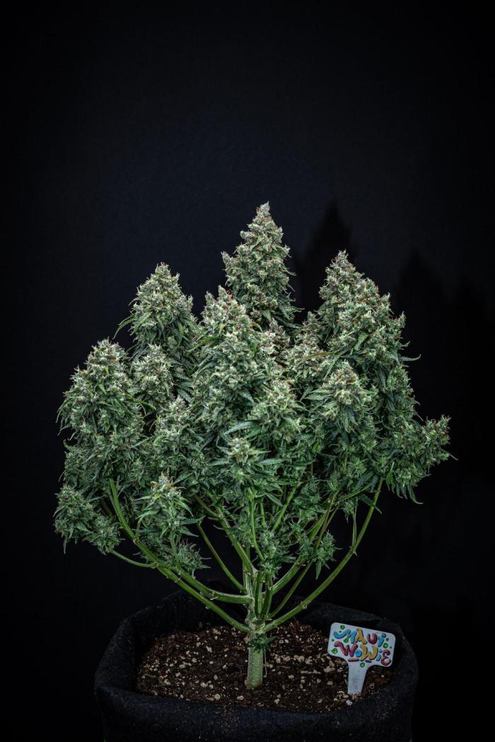 Auto_Seeds's tweet image. Maui Wowie 🌺

Tropical flavor, fast harvests, and uplifting energy come together in this compact auto, offering a sweet pineapple citrus aroma and smooth, feel-good experience for any grower.

🧑‍🌾 Cauli (via @grow_diaries)
📸 Day 91