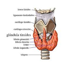 Más sobre el ataque Sars2 al Tiroides
🔺✳️🔺TIROIDITIS SUBAGUDA POSTCOVID
🧵1⃣Artículo de 4 investigadores de Univ de Wroclaw, Polonia
link.springer.com/article/10.118…