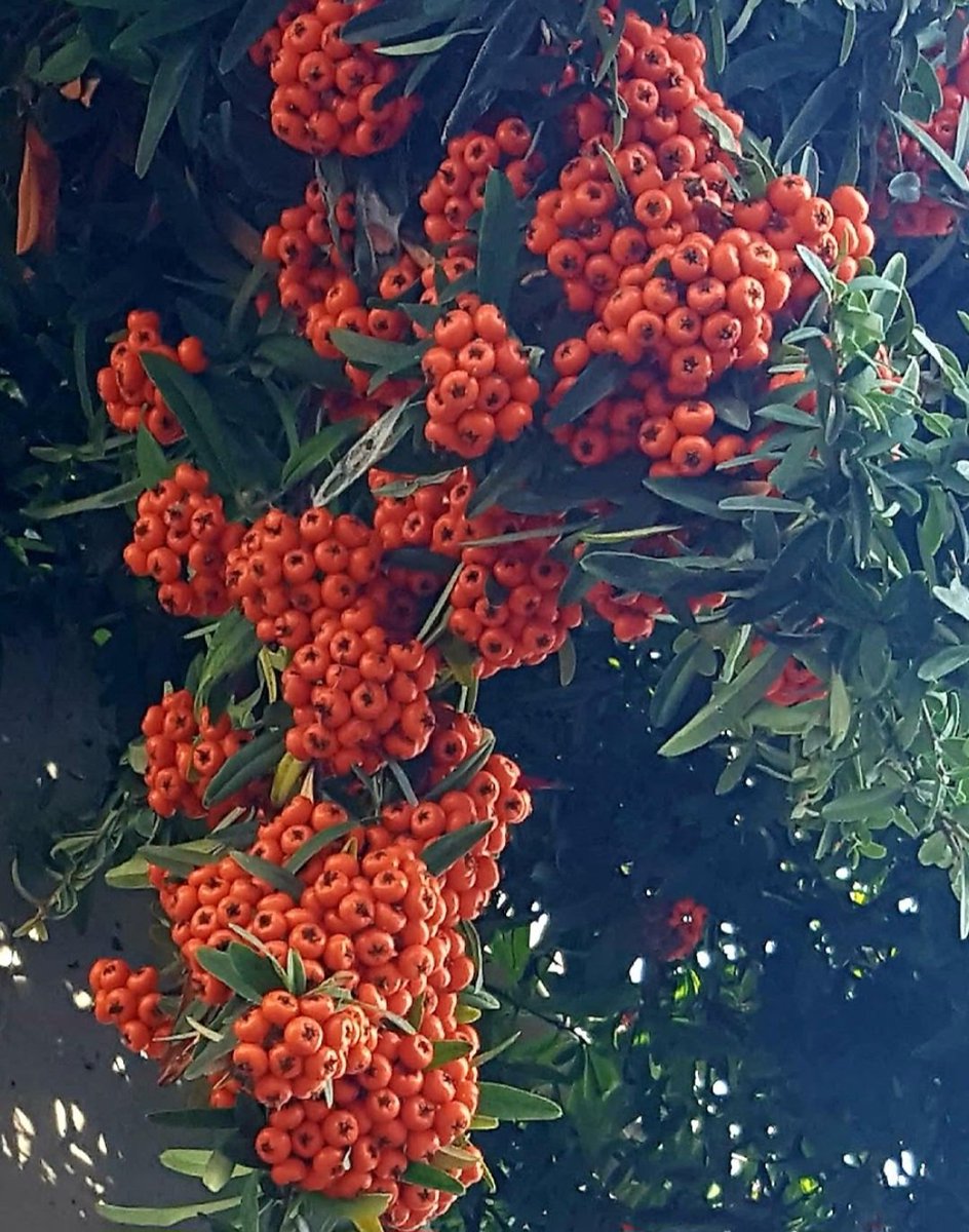 Maria Lea tweet media