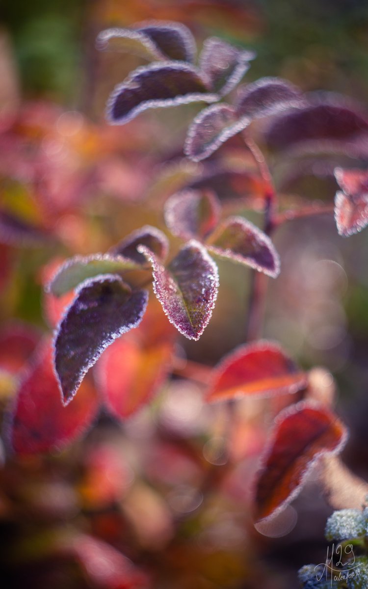 alex_fox29's tweet photo. In winter’s first breath, nothing lifts you more than rushing outside to greet the newborn chill, trying to hold onto the fleeting frost before it slips away into the rising sun... 
#photography https://t.co/HHsZMFR3Pj