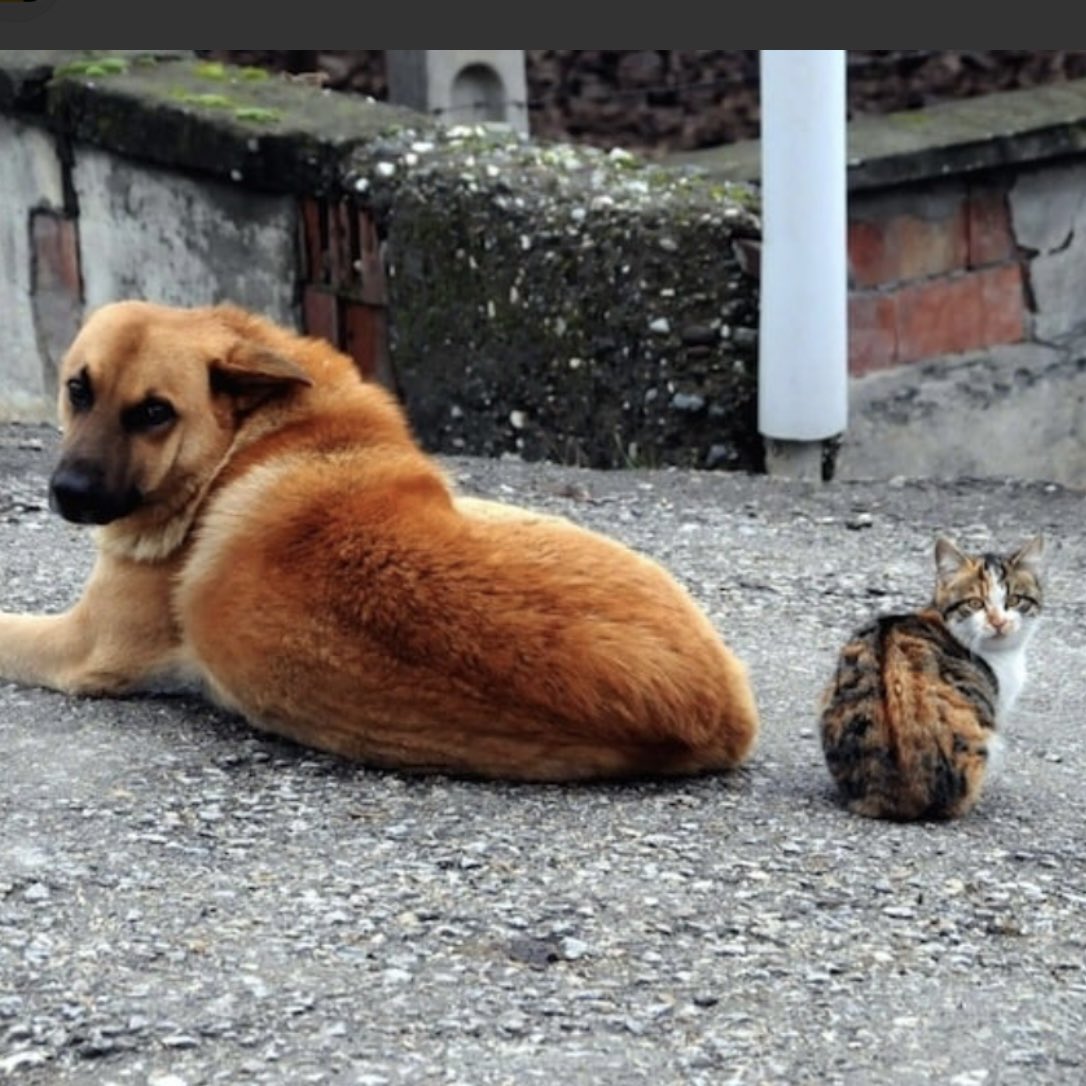 Uyuşturucu kullanıp satan kediler , silah kaçakçısı köpekler , gasp ve soygun yapan güvercinler , kumar ve bahis oynatan fareler , torpille işe alım yapan böcekler ... olmasa herşey ne kadar iyi olacak değil mi ⁉️

#HayvanlaraDokunma