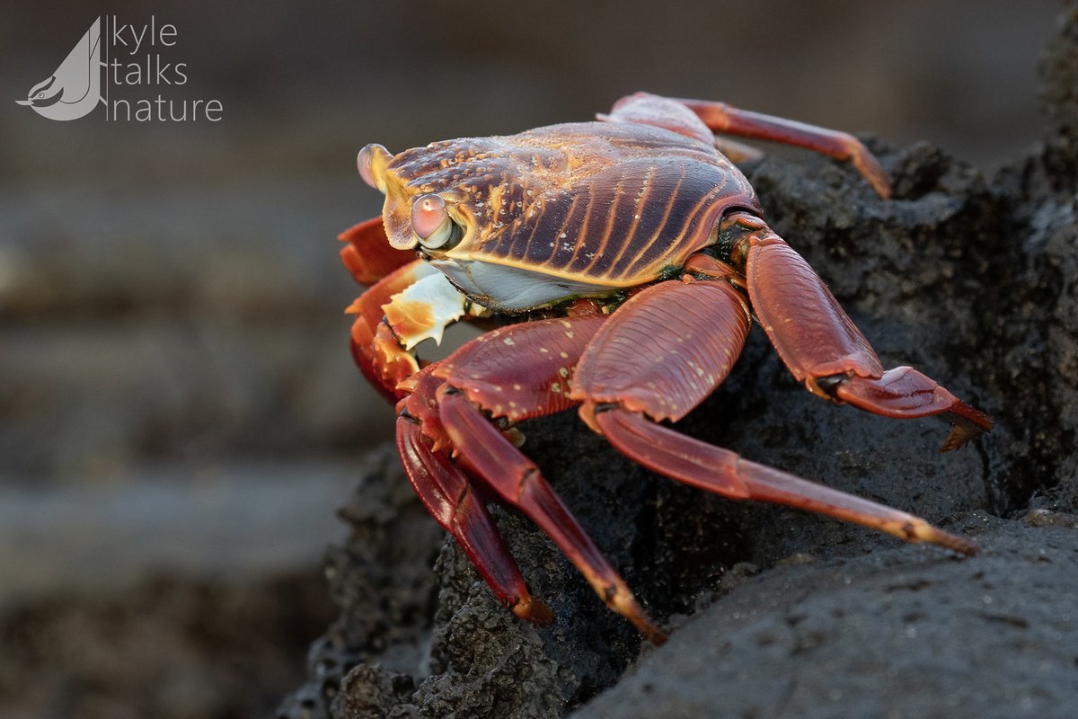 Kyle Horner tweet media