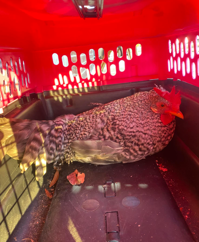 Richland Police have taken a very loud rooster into custody. Call if your alarm clock is missing. 🐓 ocv.im/PhnAyZp