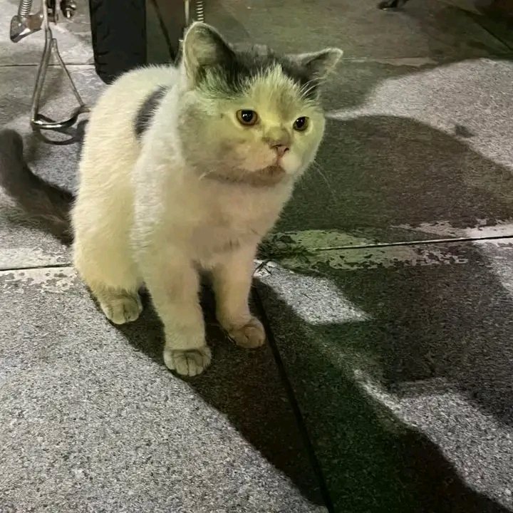 No Context Cats tweet media