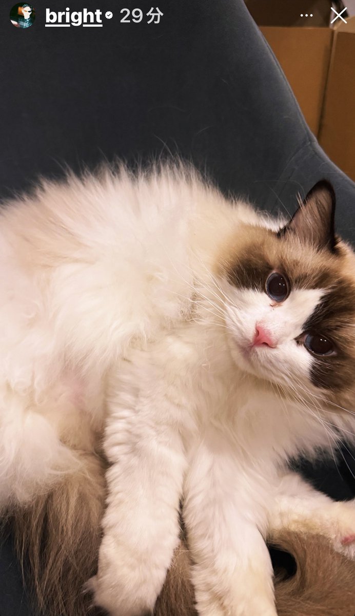 帰ってきたnya〜？な Ame嬢可愛すぎる🤍 お疲れパパ癒されてね🫶 cr