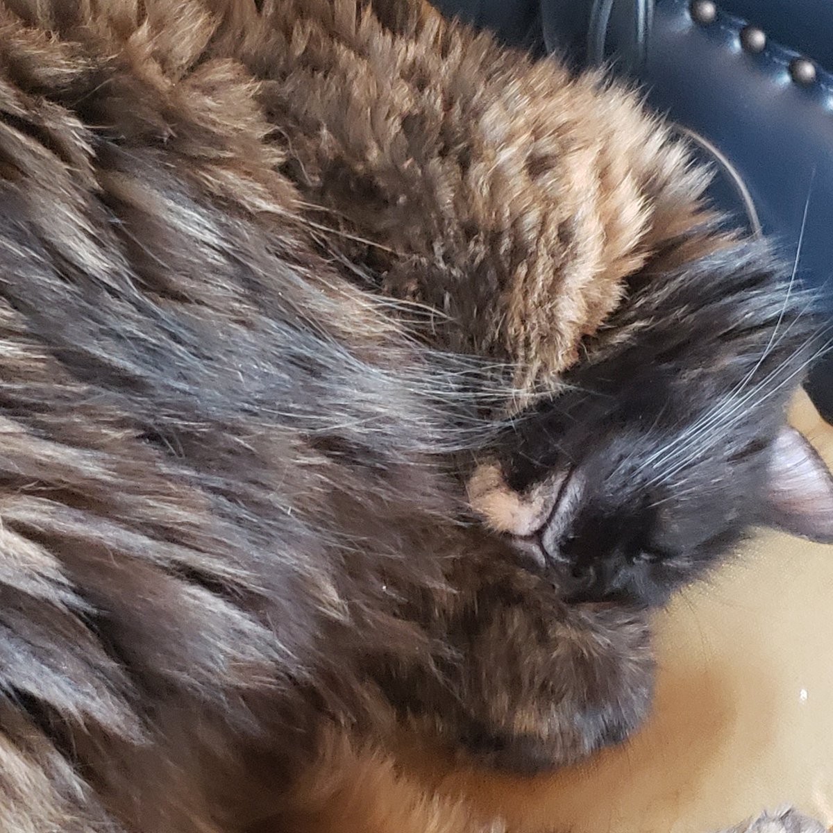 CassieJFox's tweet photo. #WednesdayWhiskers Sister Sweetie Belle shows her wires as she naps. Such a kissable face. π π β€ #Tortietude #TortieGirl #PlumeTail #TortoiseshellCats #CatsOfX #SouthernBelleFelines #CatsofSouthCarolina https://t.co/eA4A2YP0B5