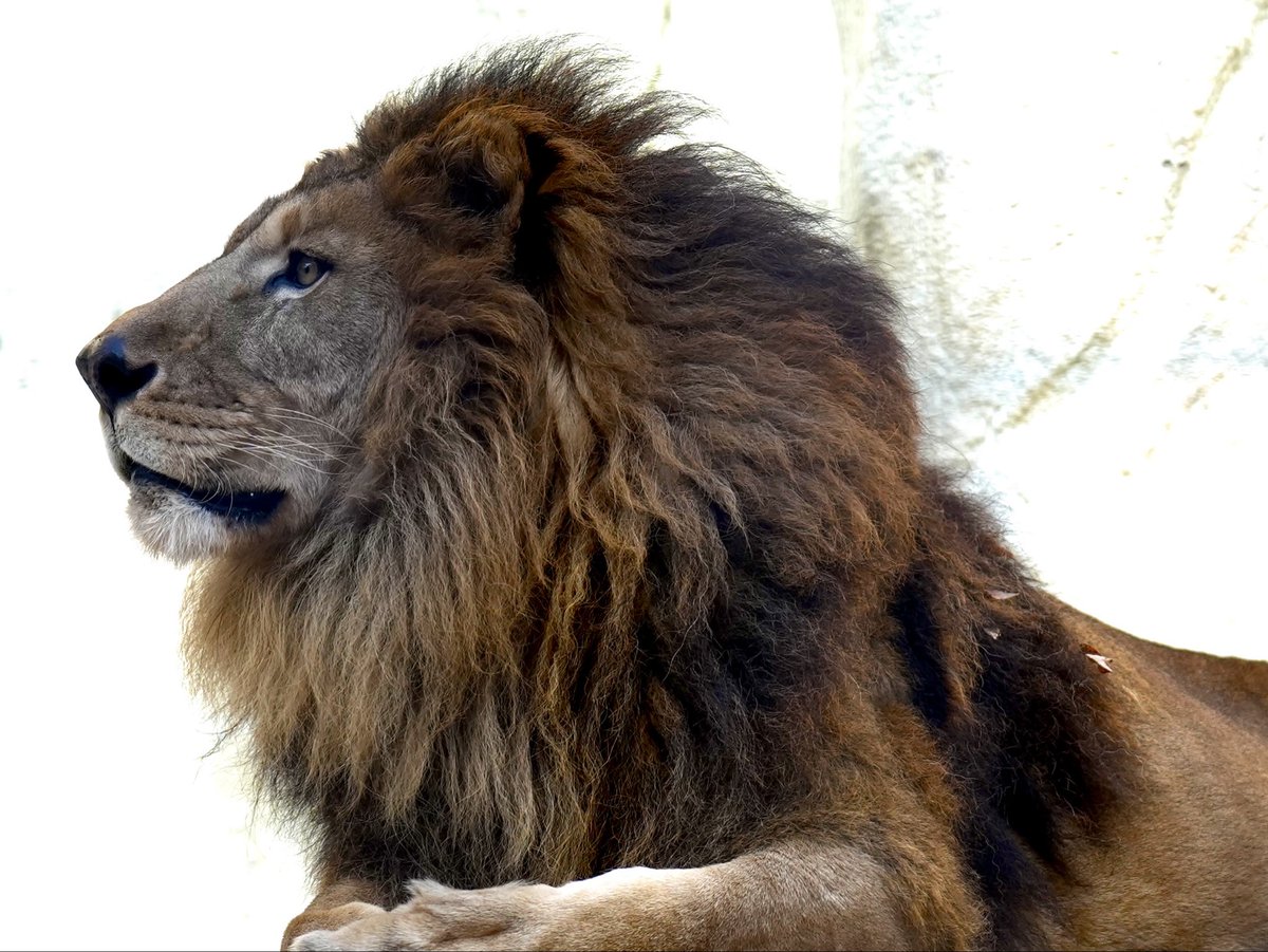 【らいおん丸】 CR快傑ライオン丸FRX - 機種情報 - パチトラ北海道