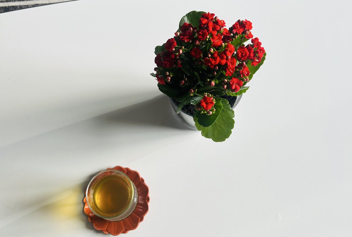 İkindi güneşi, ılık içecekler ve hafif bir müzik. 
Basit bir hayatın muhteşem günleri🫠