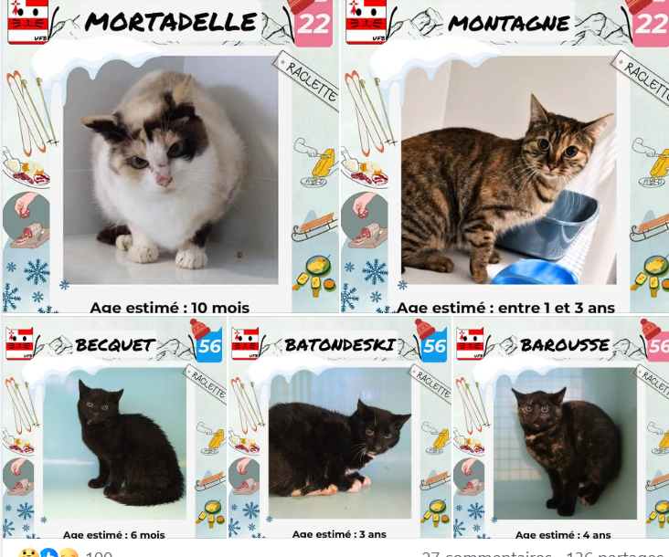 Mortadelle est une belle Minette, c'est vrai, elle a du succès
Mais Montagne, Becquet, Batondeski et Barousse voudraient eux aussi avoir une famille où ils auraient des câlins, ils sont en fourrière et espèrent tant en sortir.   
Pour renseignements: facebook.com/urgencesfourri…