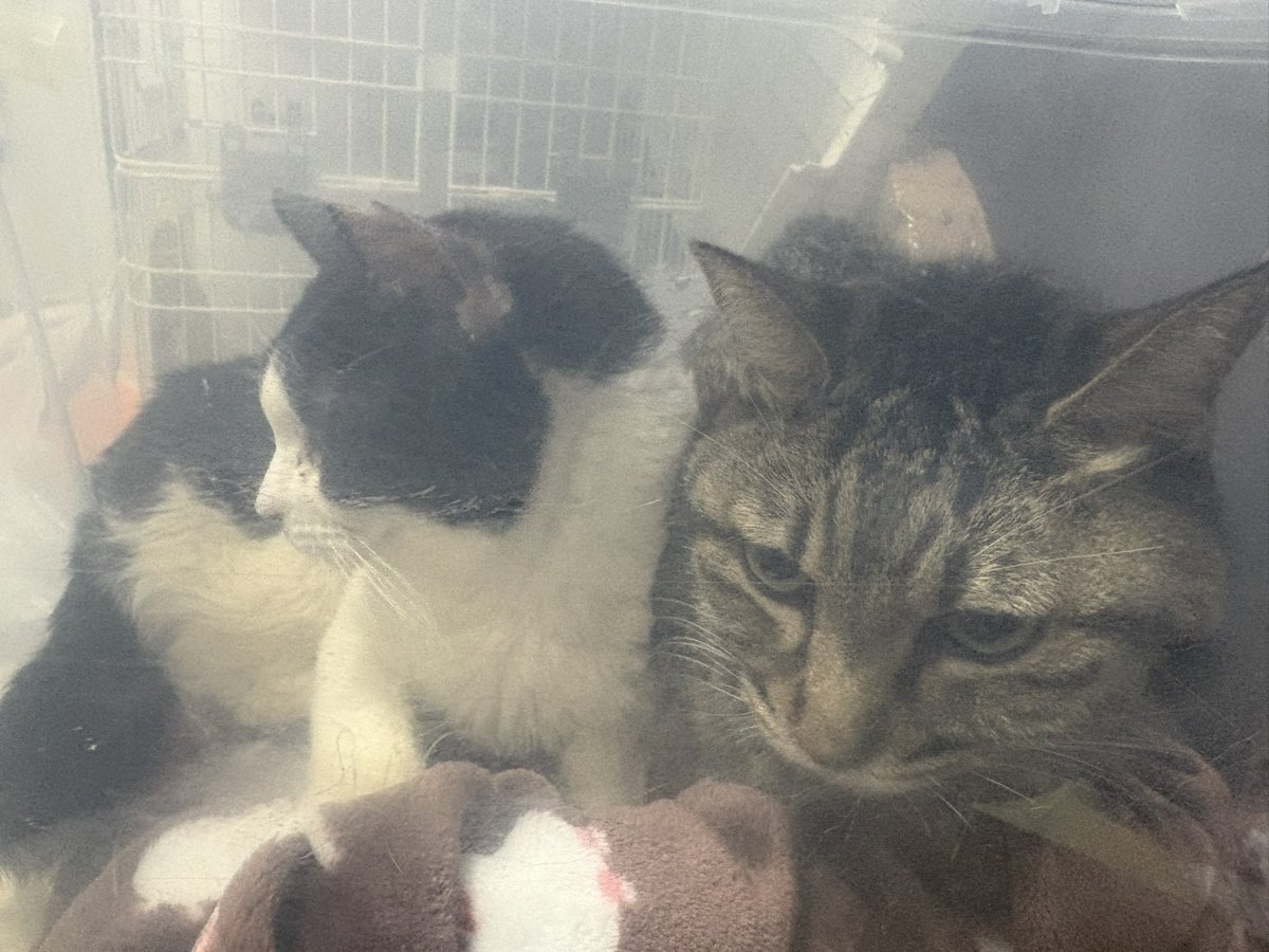 にゃんクルー (@nyancrew22) / Posts / X