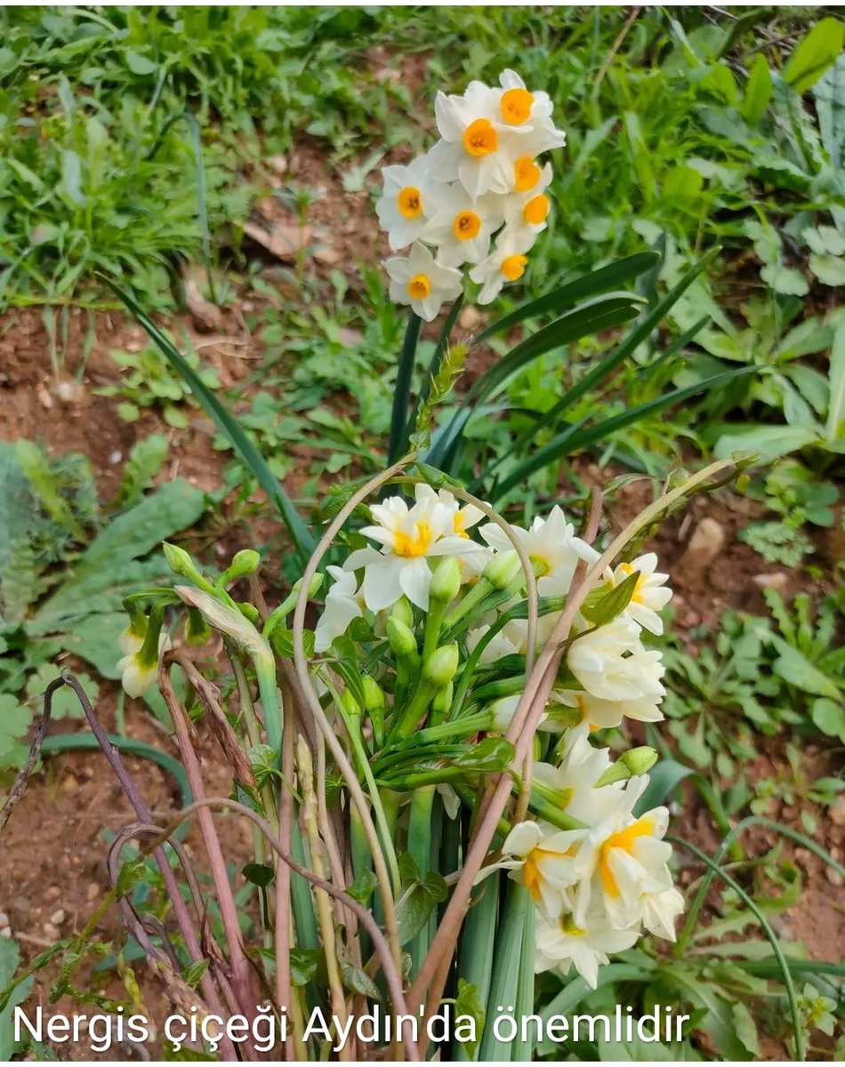 Nergis
Ege'nin -özellikle Aydın ve İzmir- çiçeğidir.
Vazo un bulunduğu odayı 3-4 gün nefis kokulu bir mekana dönüştürür.