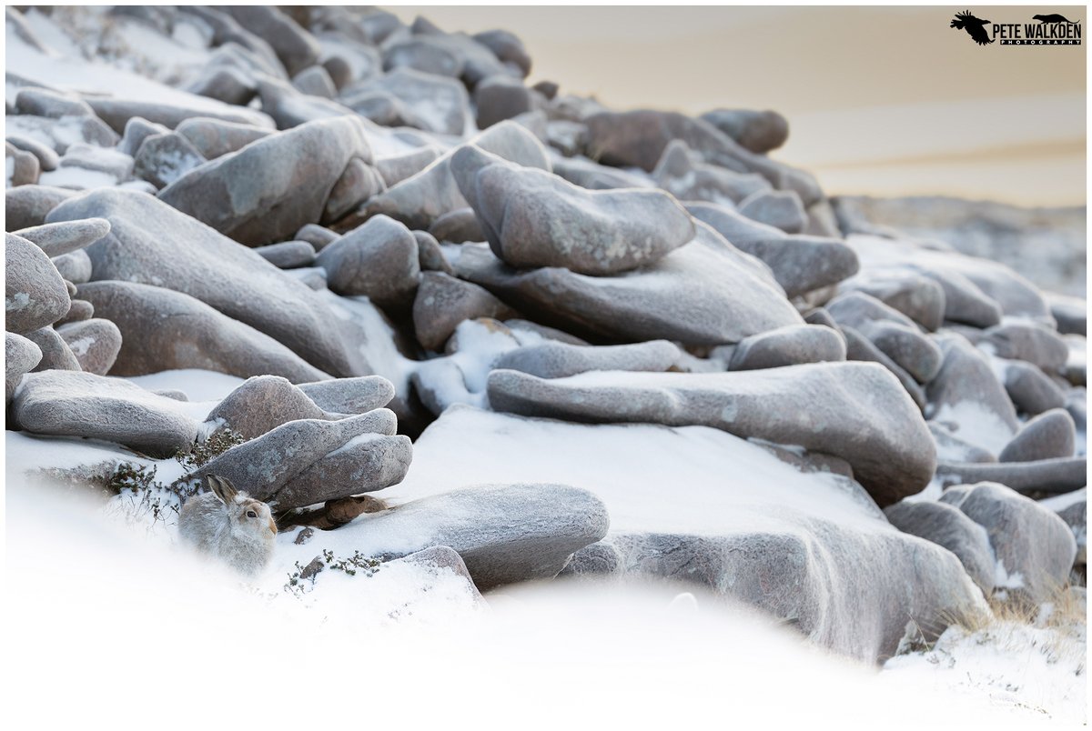 Pete Walkden tweet media