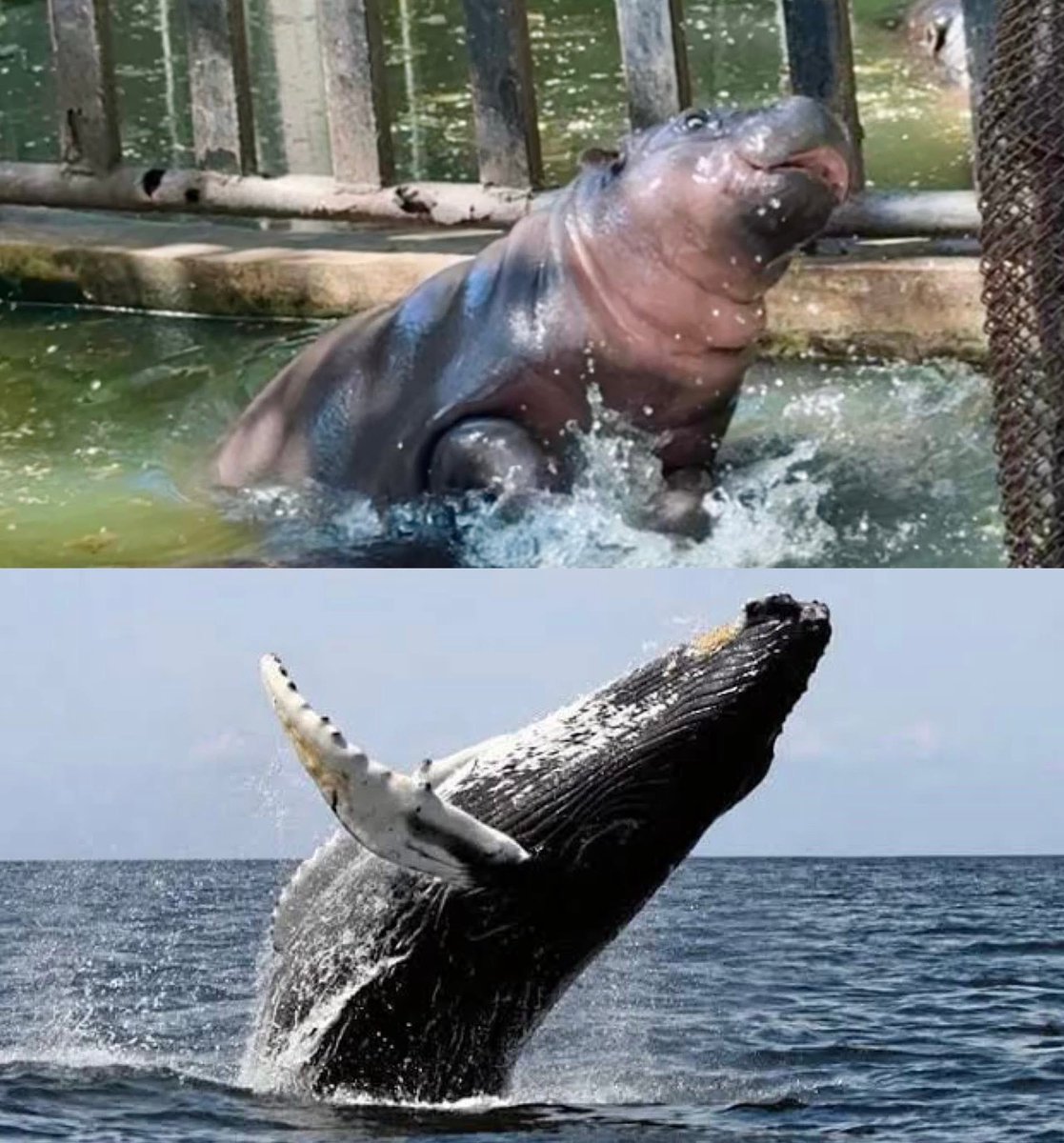 and_khamoo's tweet photo. อยู่ในน้ำเหมือนปลา
อยู่บนบกเหมือนหมู 
#hippo #PygmyHippo #ขาหมูแอนด์เดอะแก๊ง #หมูเด้งเด้งกี่โมง #Moodeng #พี่ขาหมู #สวนสัตว์เปิดเขาเขียว https://t.co/Ks1tbCFegX