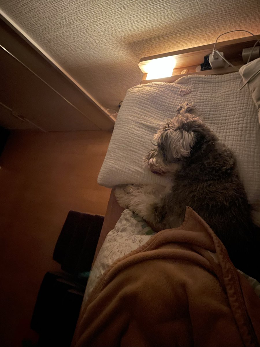 kahu0626's tweet photo. 足の怪我治りました☺️
まだ赤ちゃん返りしてます🐶 https://t.co/H9XQgapEoa