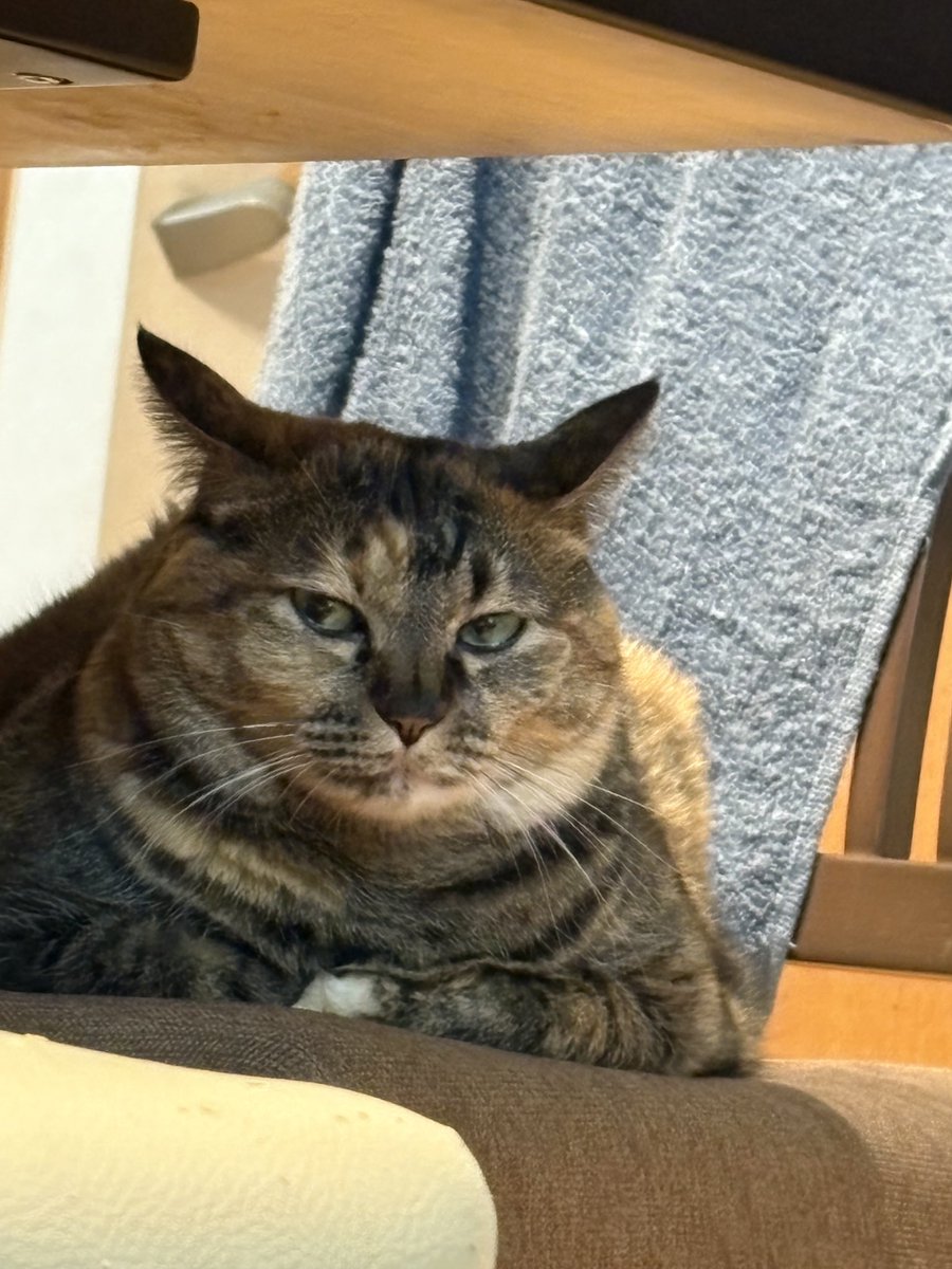 taropuputaro's tweet photo. どっしりCAT✨ https://t.co/KRZqhQpGET