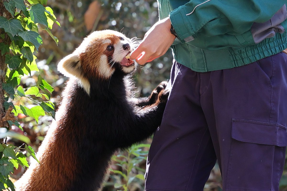 いただきます 20251130 sun #ズーラシア #レッサーパンダ #ヒナギク