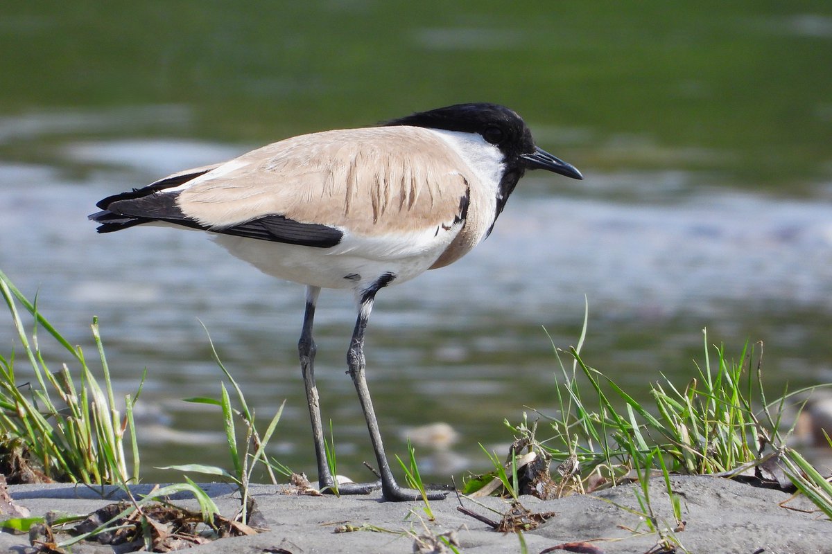 BirdersStore's tweet image. A River Lapwing doing what it does best.

Hanging out by a river 😍

#WaderWednesday