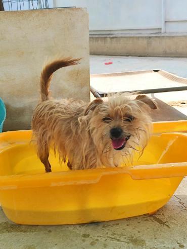 MARLEY, m., kastr., Yorkshire-Mix (Hund): [Hund: Yorkshire Terrier, 2 Jahre]
Aufenthaltsort: Pflegestelle im Tierheim in 89312 Günzburg Vorgeschichte: Marley hatte ein Zuhause, doch die Familie zog ins Ausland und konnte ihn nicht mitnehmen. Also bat man… dlvr.it/TPl5b0