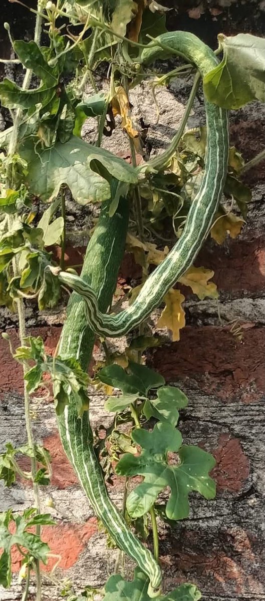 GirishPandy's tweet photo. #vegitables 
इसे पहचानें? क्या आपने कभी इसकी सब्जी खाई है?
___
🔖#followme 
___
#Village #vegitable #गांव https://t.co/Hn0p3eeA5U