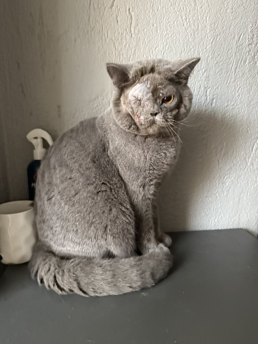 Kimse seni nasıl istemedi aslan parçam :(