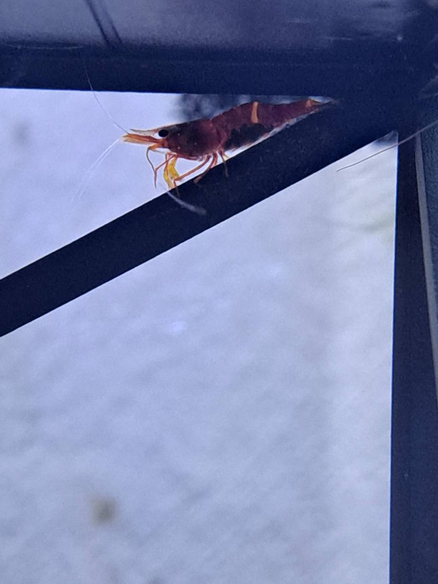 たけとら🦭 (@t_a_k_e_t_o_r_a) / Posts / X