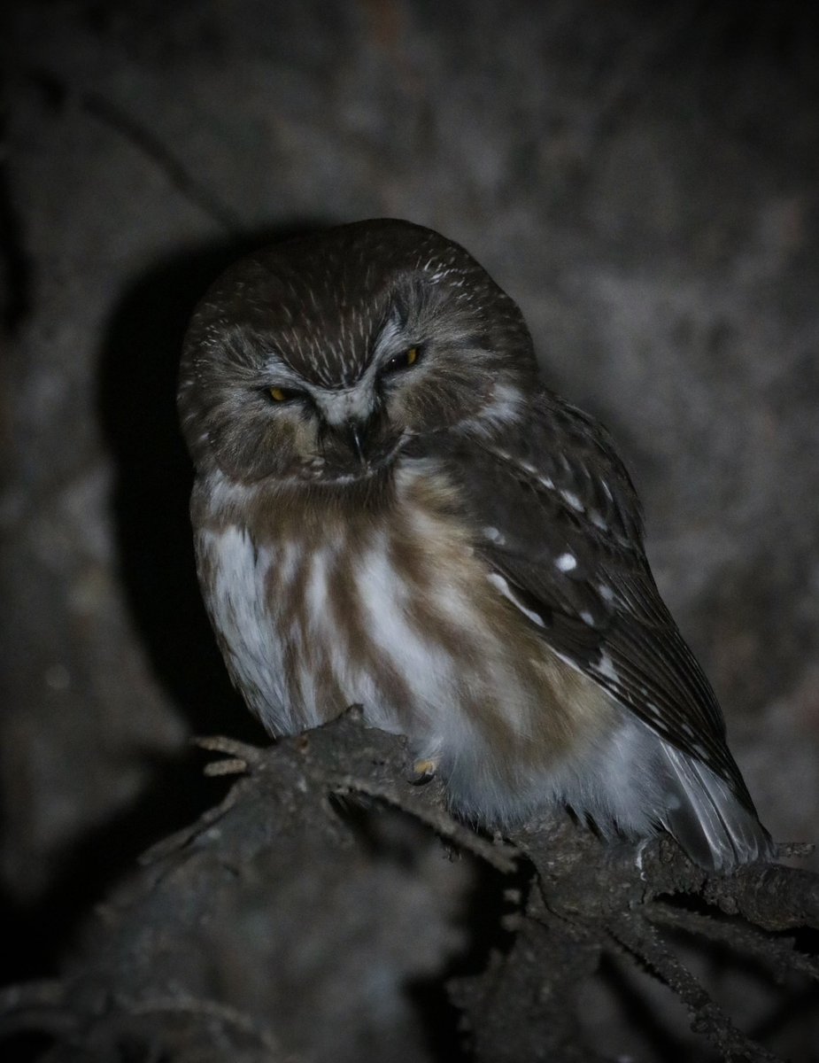 Saw whet season is my favorite season.