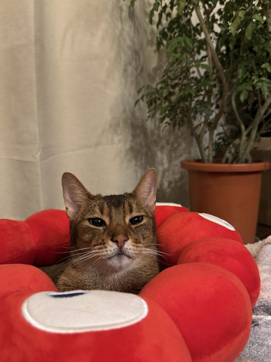 まどろむとらきち