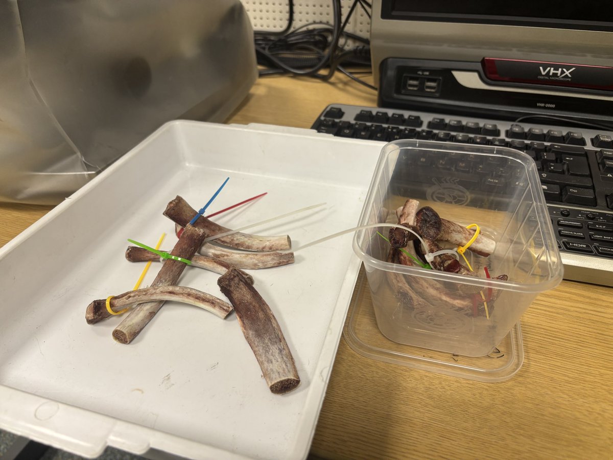 Today I say goodbye to my bone samples… :(