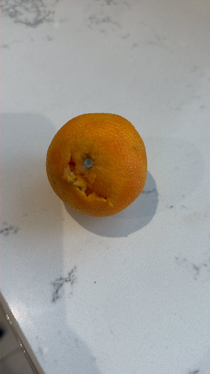 Monica89's tweet photo. @AldiUK  I only bought these easy peel oranges on Tuesday and it’s already mouldy. https://t.co/BE95qQK0V0