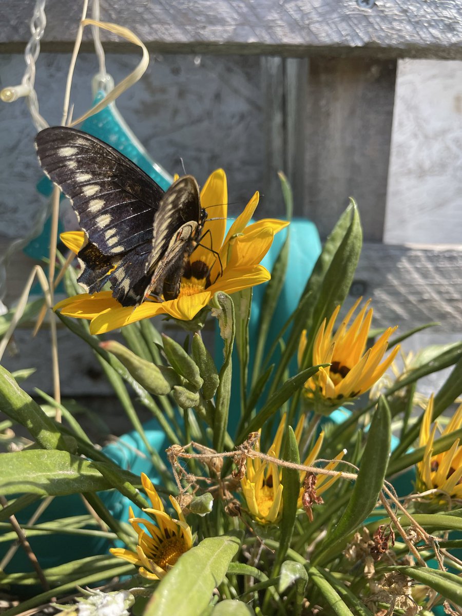 Que belleza 🙏🙏🙏👏👏👏👏👏👏👏👏🦋🦋🦋🦋🦋🦋🦋🦋