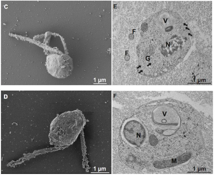 SmallThingsLab tweet media