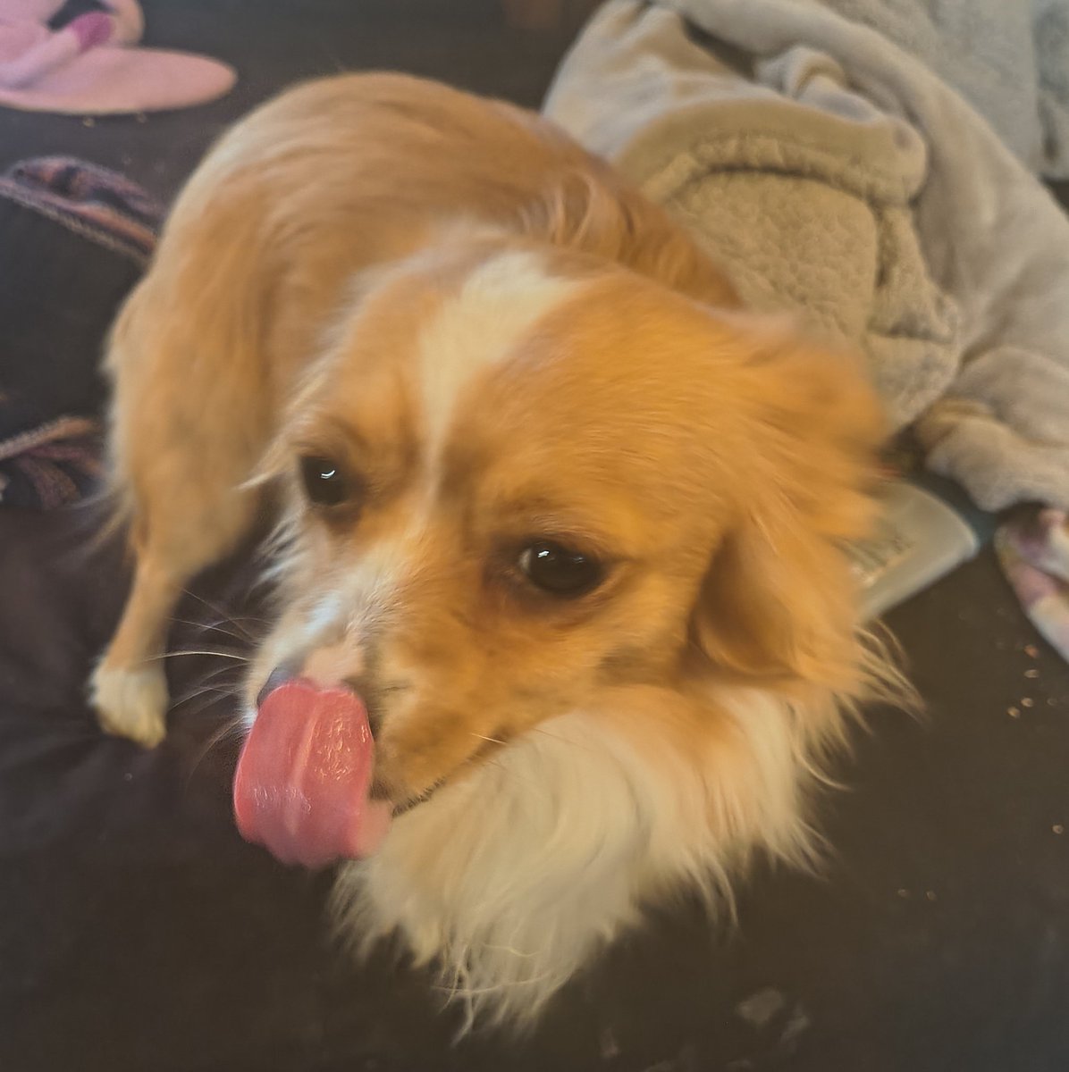 machineplayer72's tweet image. Pupper decided to lick his nose.