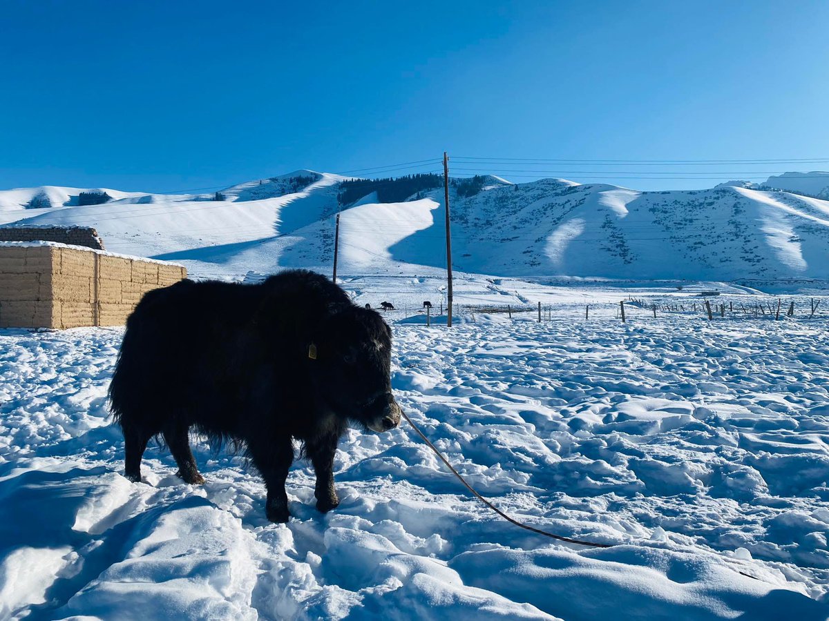 11-12-декабрга шаарга топоз эти келет, 

Баасы үйгө жеткирип берүү менен 700 сом.
Минималдуу буйрутма 10 кг.

Вотсап: 0703972587
