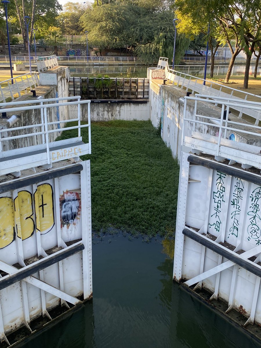 Esta es la esclusa del Canal de la Expo92 en #SevillaHoy. La planta que hay dentro es la Lagunilla, una de las plantas acuáticas exóticas más invasoras del planeta. <a href="/PuertosEstado/">Puertos del Estado</a> <a href="/AndaluciaJunta/">Junta de Andalucía</a> <a href="/Ayto_Sevilla/">Ayuntamiento de Sevilla</a> Confederación Hidrográfica del Guadalquivir, vais a hacer algo?!