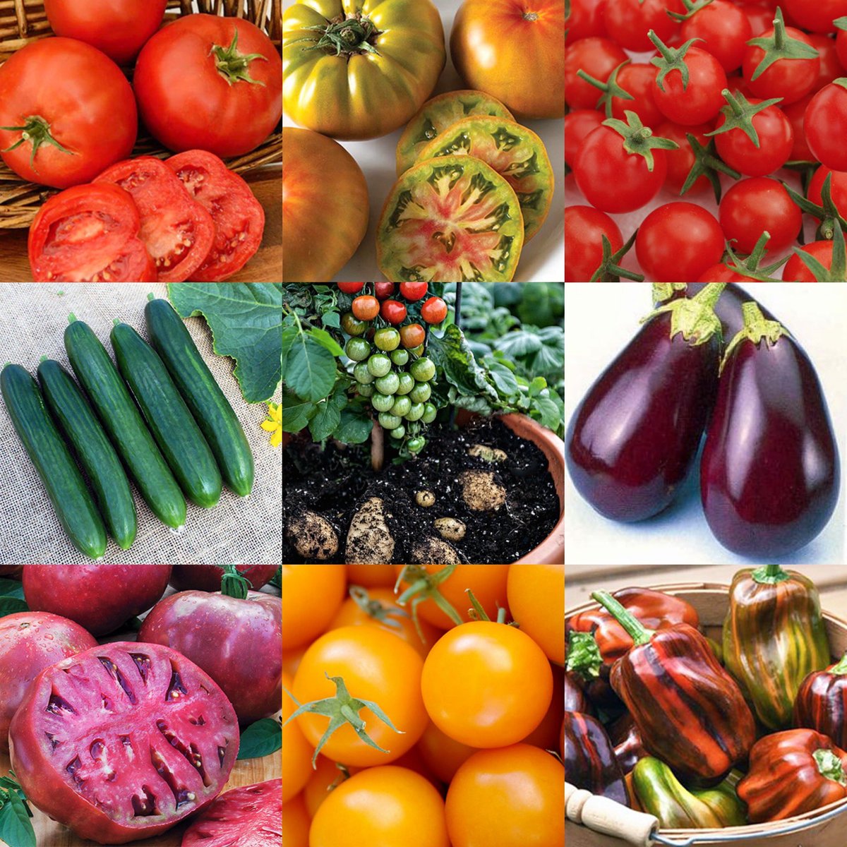 PhoenixPer's tweet photo. BUMPER CROPS WITH GRAFTED VEGGIES! The Grafted Veggie Pre-Order has LAUNCHED! #MightyMatos and #MightyVeggies are hand-grafted and give huge harvests at least 2-3 times larger than seed-grown versions. Get 50-100 pounds from a single Mighty Mato!

#vegetablegardening #growfood https://t.co/85sS6oCoiJ