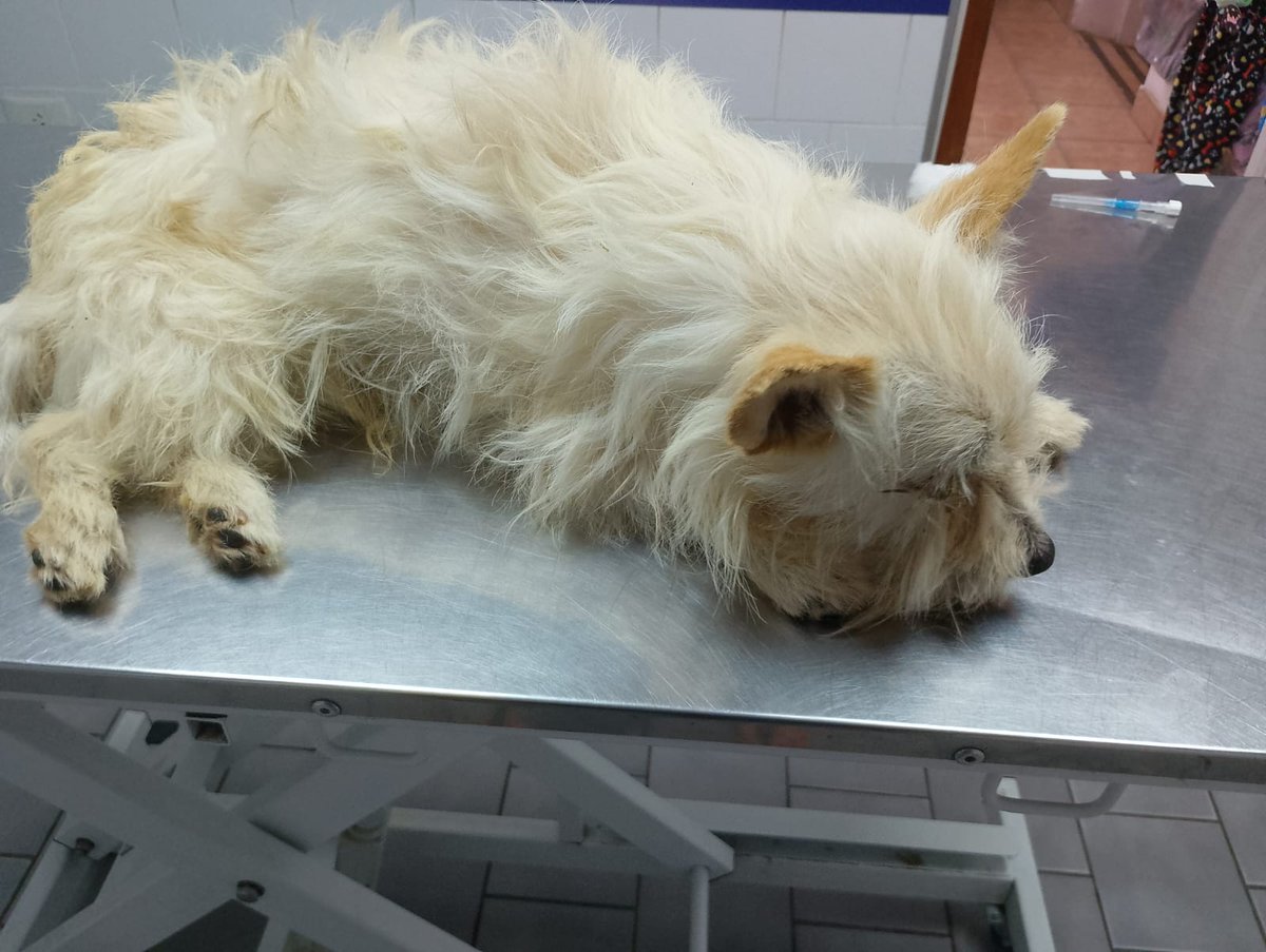 Por favor Tobi necesita la ayuda de todos 🙏🙏 que tengo que dejarlo tirado, Y QUE SUFRA ❤️‍🩹
tiene moquillo así lo tiraron necesito costear gastos en la veterinaria! 
SOLIDARIDAD POR FAVOR 
📌ALIAS MISUPERAMIGOFIELOK 
📌ALIAS MISUPERAMIGOFIEL
Brenda Ayelen Medina