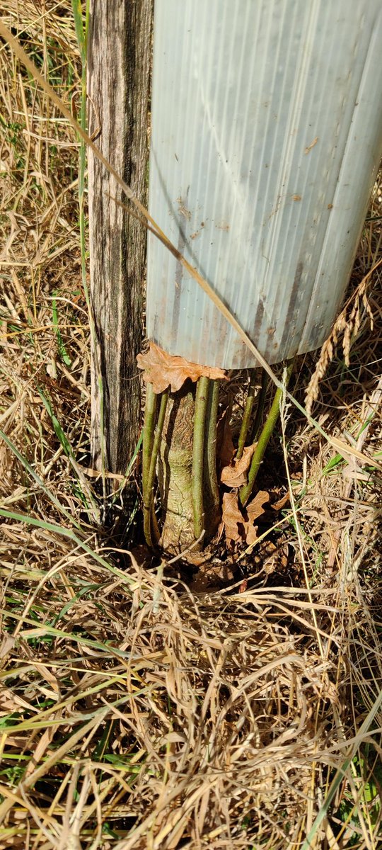 Future Trees Trust tweet media